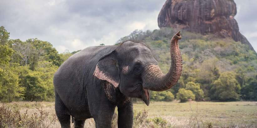 From Negombo: Sigiriya and Dambulla Day Trip and Safari - Breakfast in Kurunegala