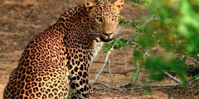 From Negombo: Wilpattu National Park Safari Guided Day Tour - Why Wilpattu makes a different safari day