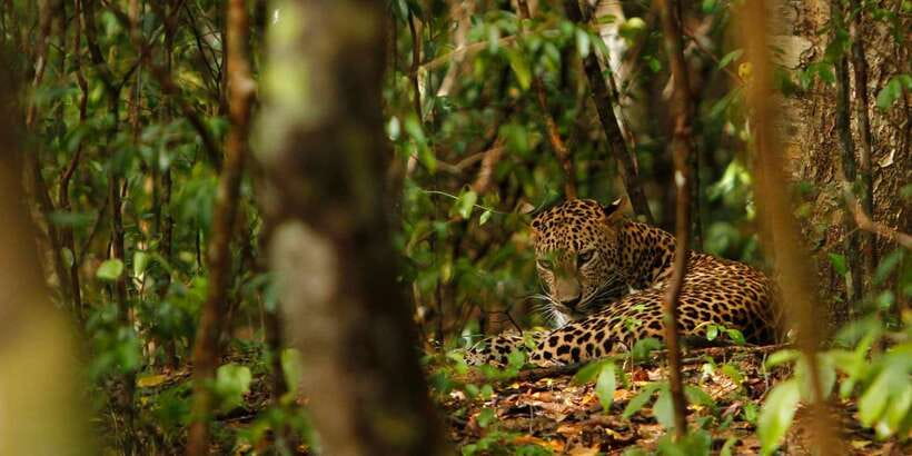 From Negombo: Wilpattu National Park Safari Guided Day Tour - Three to four hours inside Wilpattu