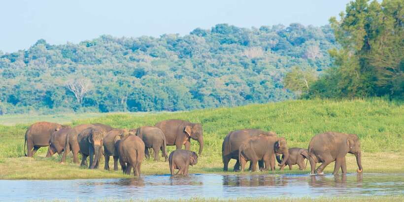 From Negombo: Wilpattu National Park Safari Guided Day Tour - What you might see, and what you might miss