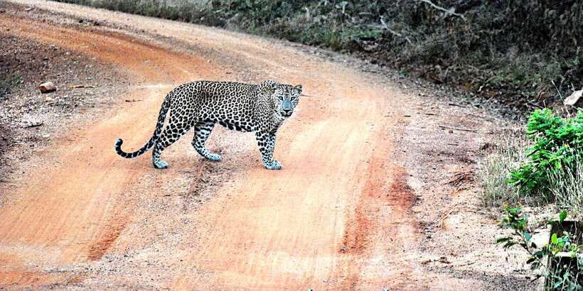 From Negombo: Wilpattu National Park Safari Guided Day Tour - Is $105 per person a fair price?