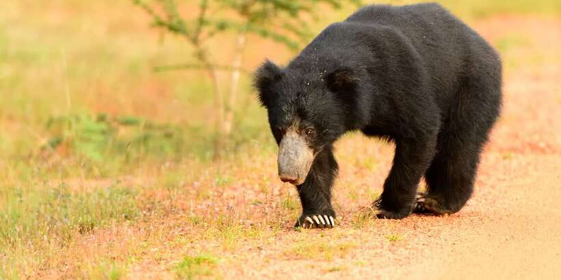 From Negombo: Wilpattu National Park Safari Guided Day Tour - Practical details that make the day easier