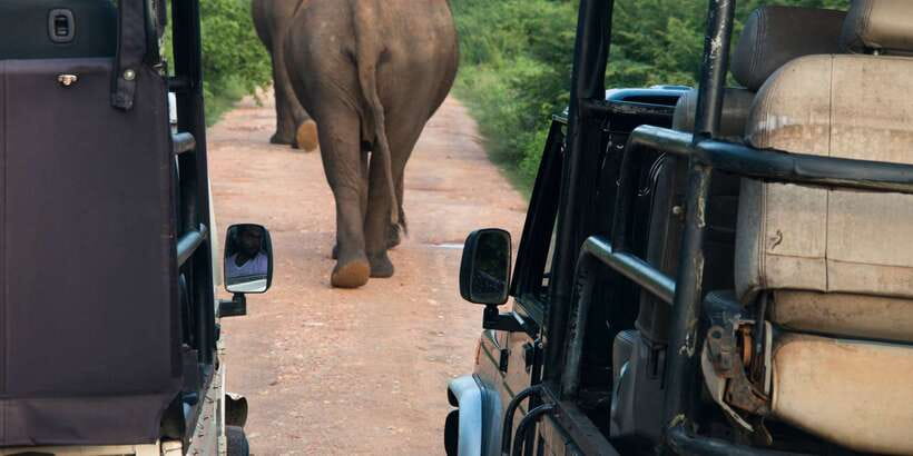 From Negombo: Wilpattu National Park Safari Guided Day Tour - Leaving Negombo for the four-hour road trip