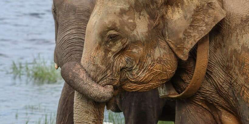 From Sigiriya Hurulu Eco Park ElephantSafari ticket included - Why Hurulu Eco Park is worth your time