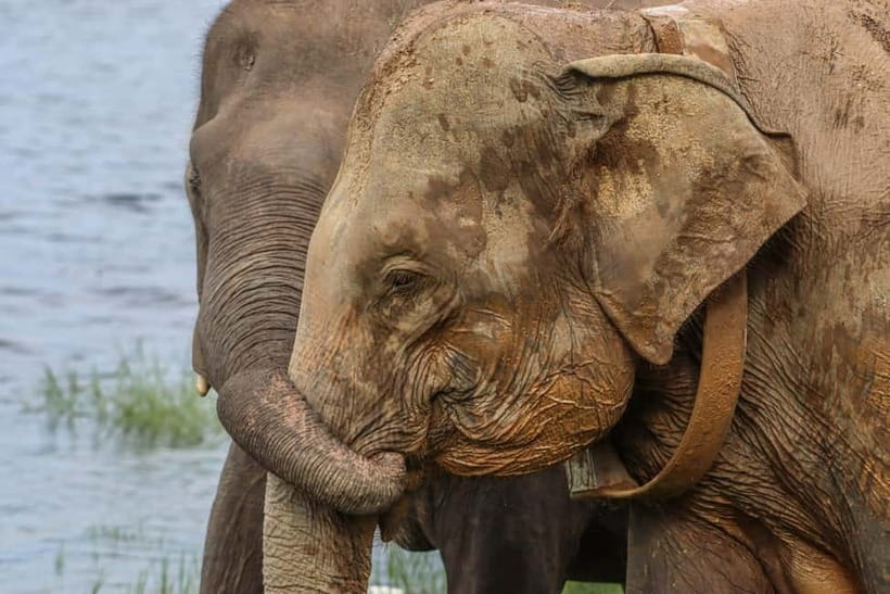 From Sigiriya Hurulu Eco Park ElephantSafari ticket included - The jeep ride into Hurulu Eco Park