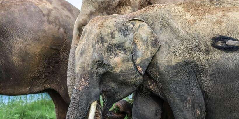 From Sigiriya Hurulu Eco Park ElephantSafari ticket included - What you may see inside the park