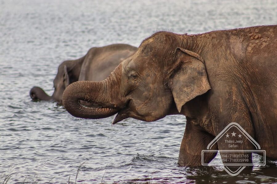 From Sigiriya Hurulu Eco Park ElephantSafari ticket included - Price and what the $24 includes
