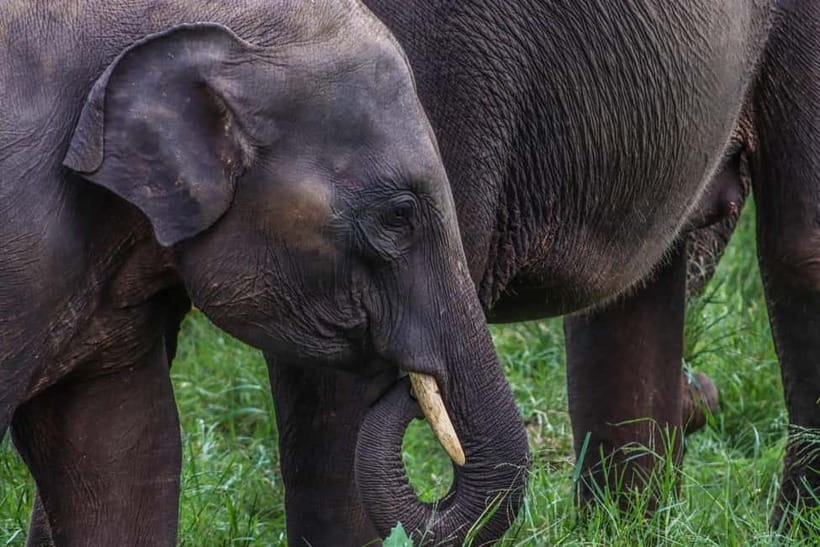 From Sigiriya Hurulu Eco Park ElephantSafari ticket included - Pickup from Sigiriya, Dambulla, and nearby towns