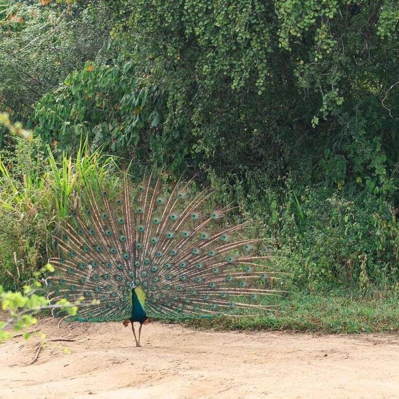 From Sigiriya : Hurulu Eco Park Safari : All Inclusive - Practical advice before you go