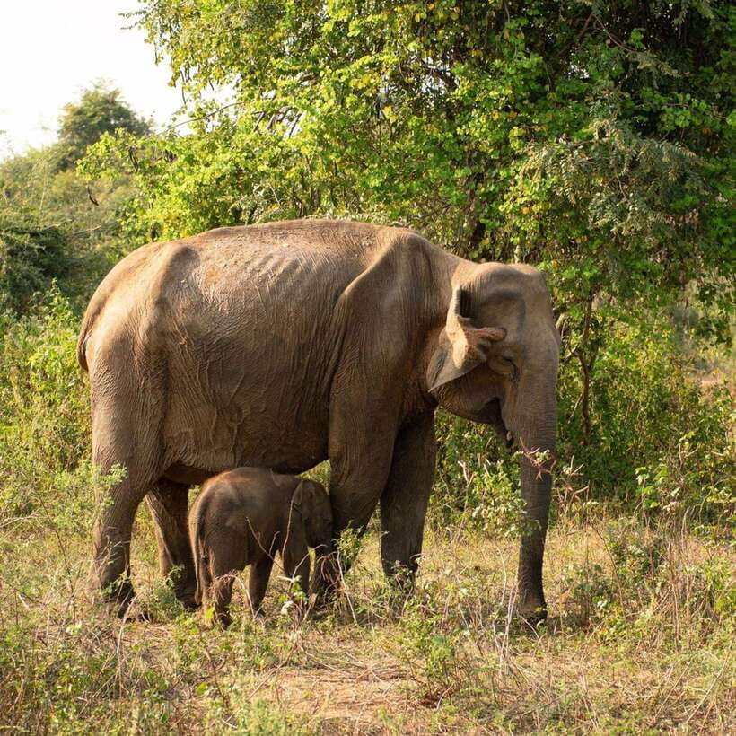 From Sigiriya : Hurulu Eco Park Safari : All Inclusive - From your hotel to the park tracks