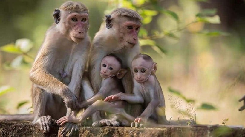 From Sigiriya : Kaudulla National Park Private Jeep Safari - Comfort, transport, and the private experience