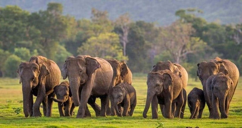 From Sigiriya: Minneriya National Park Elephant Safari - A four-hour search for elephants