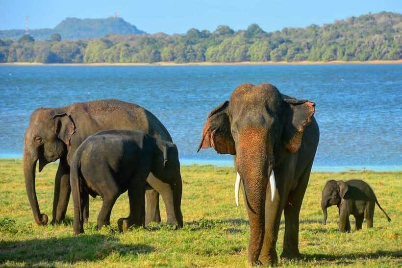 From Sigiriya: Minneriya National Park Elephant Safari - What you might see besides elephants