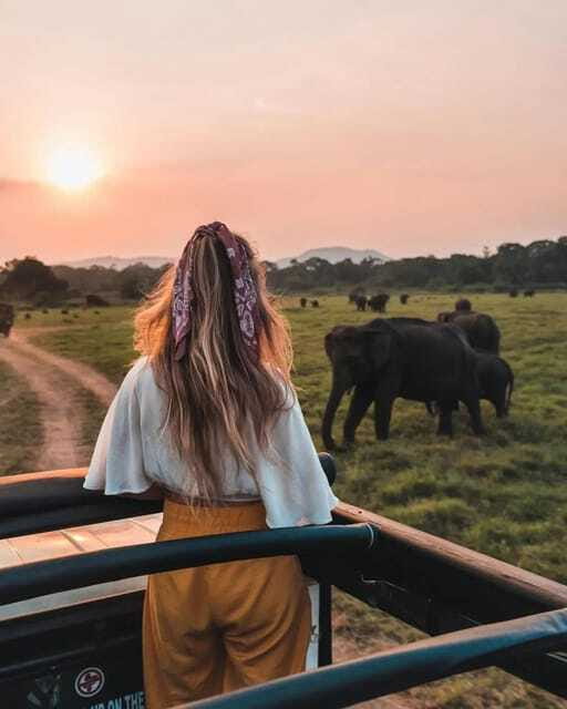 From Sigiriya: Minneriya National Park Elephant Safari - Getting close without chasing animals