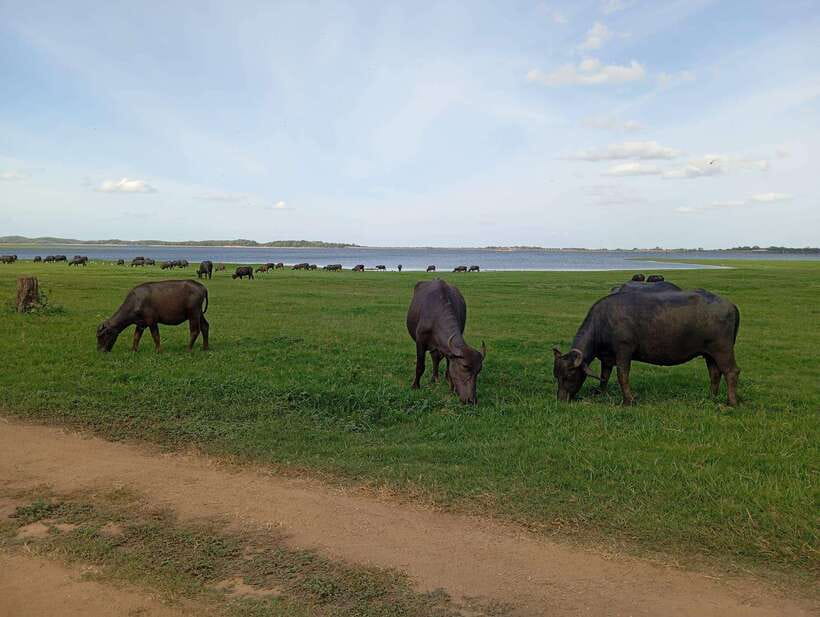 From Sigiriya: Minneriya National Park Half-Day Jeep Safari - Who should book this safari?