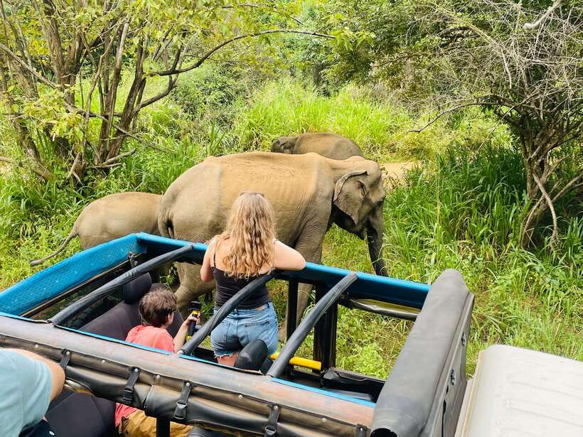 From Sigiriya: Minneriya National Park Private Jeep Safari - Why the elephants gather at Minneriya Tank