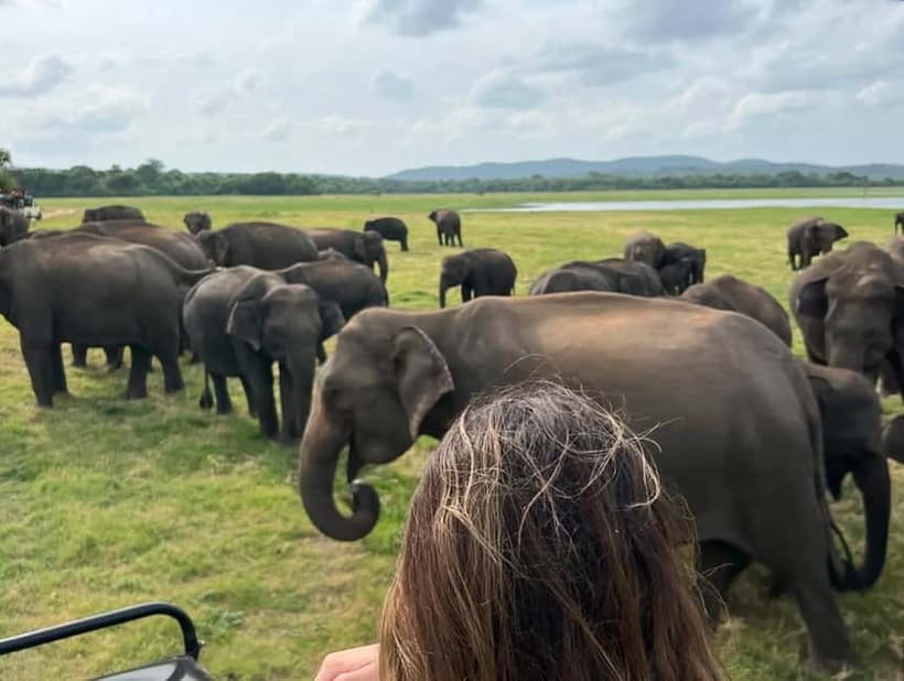 From Sigiriya: Minneriya National Park Private Jeep Safari - The driver guide makes the difference