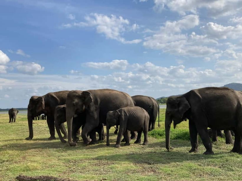 From Sigiriya: Minneriya National Park Private Jeep Safari - Respectful viewing is not just a nice extra