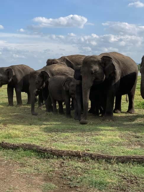 From Sigiriya: Minneriya National Park Private Jeep Safari - Price, park fees, and what value you get