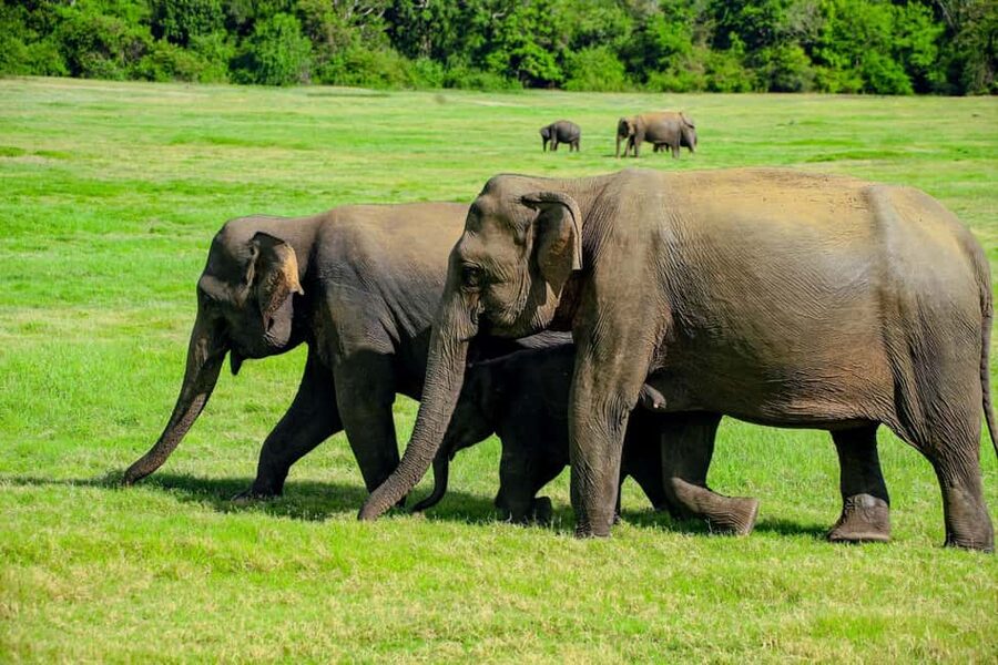 From Trincomalee: Minneriya National Park 4X4 Jeep Safari - Key things to know before booking