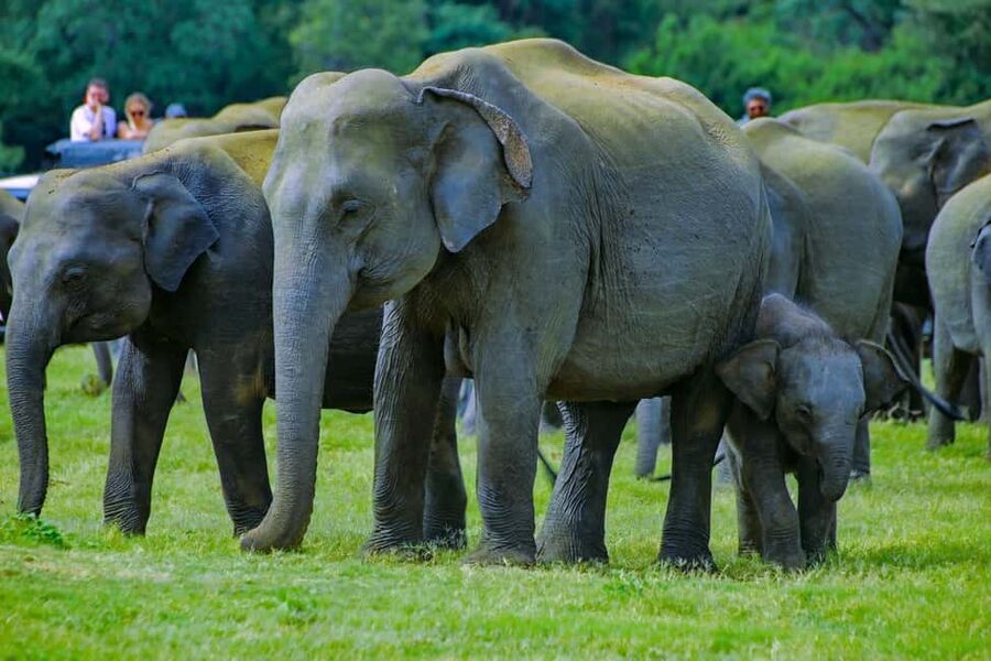 From Trincomalee: Minneriya National Park 4X4 Jeep Safari - From Trincomalee to the park by private jeep