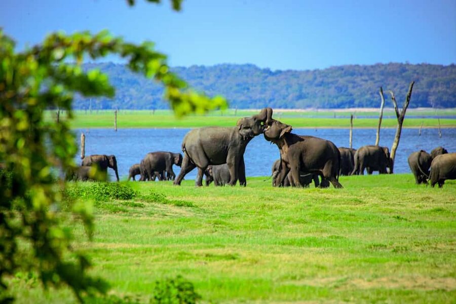 From Trincomalee: Minneriya National Park 4X4 Jeep Safari - What you may see beyond elephants