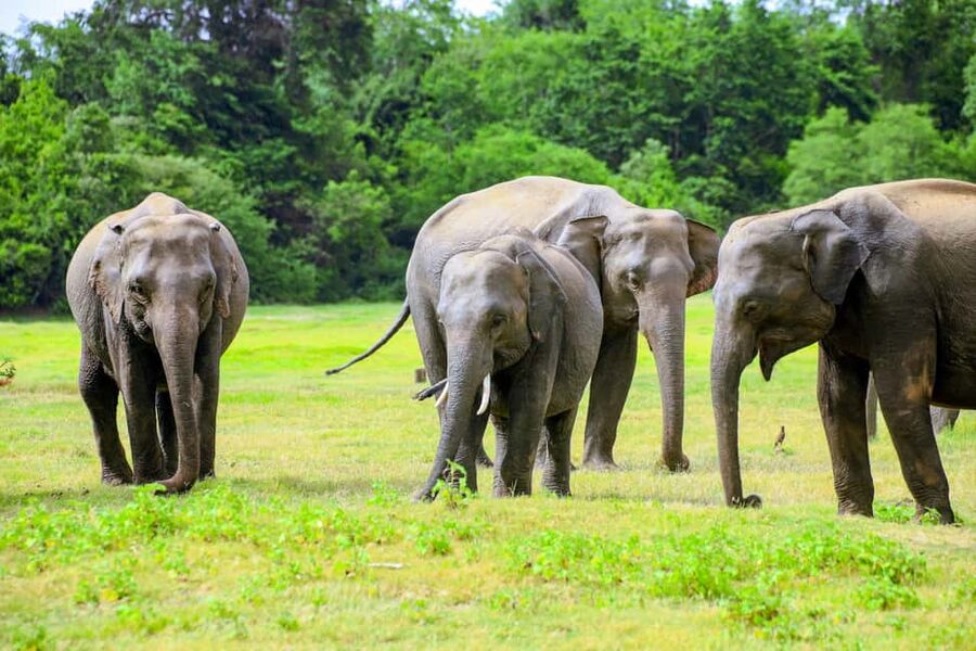 From Trincomalee: Minneriya National Park 4X4 Jeep Safari - How the private format affects the day