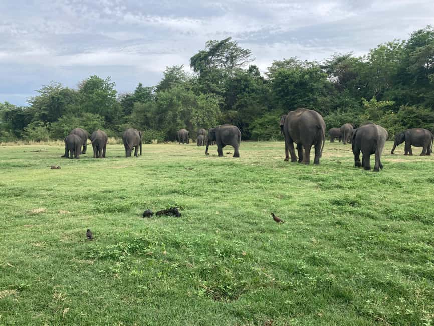 From Trincomalee: Minneriya National Park 4X4 Jeep Safari - Cancellation and booking flexibility