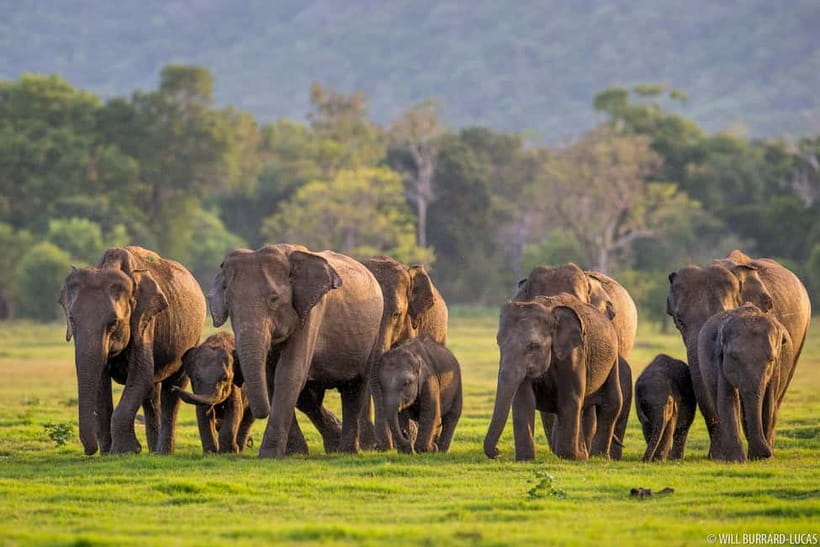 From Trincomalee: Village Tour & Minneriya Elephant Safari - Cooking over a clay stove