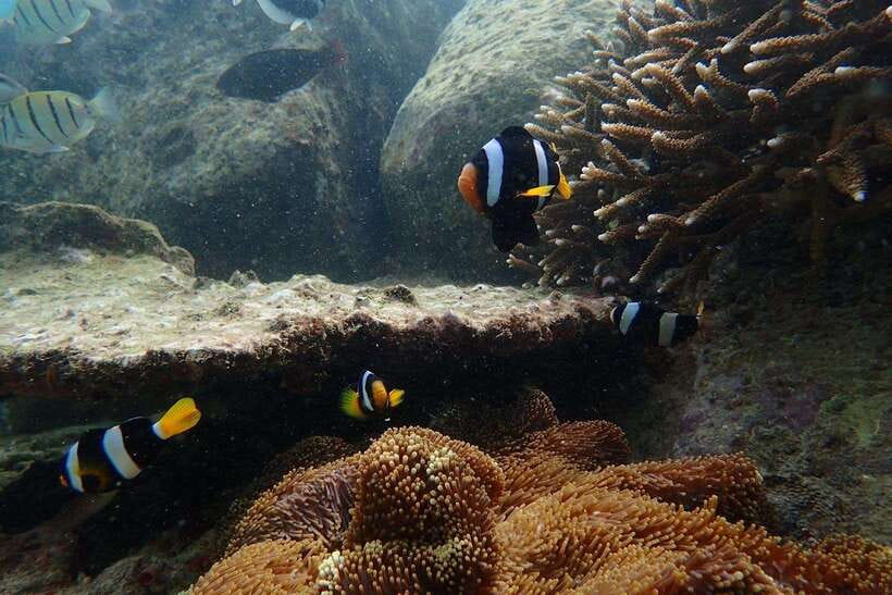 From Uppuveli Beach: Pigeon Island Snorkeling Tour - Crowds, facilities, and the less polished side of Pigeon Island