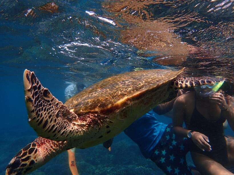 From Uppuveli Beach: Pigeon Island Snorkeling Tour - What to pack for the morning