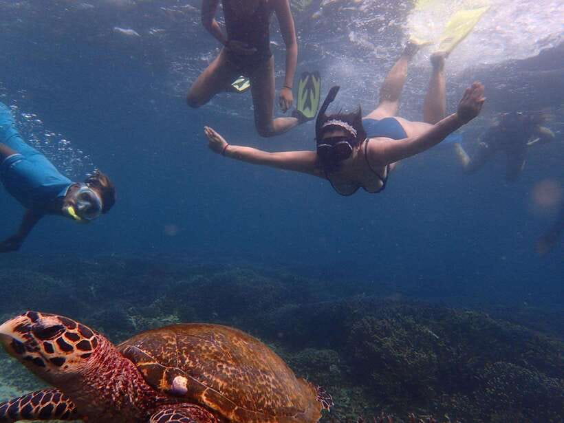 From Uppuveli Beach: Pigeon Island Snorkeling Tour - Snorkeling among sharks, turtles, and coral