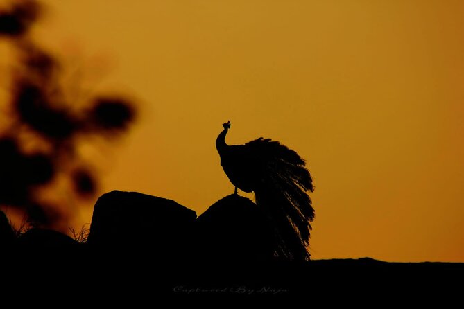 Full day / Half Day WildlifeAdventure in Yala-National-Park - Why Yala is worth the early alarm