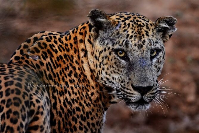 Full day / Half Day WildlifeAdventure in Yala-National-Park - Picking between half-day and full-day safari