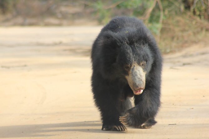 Full day / Half Day WildlifeAdventure in Yala-National-Park - The leopard search and the crowd problem