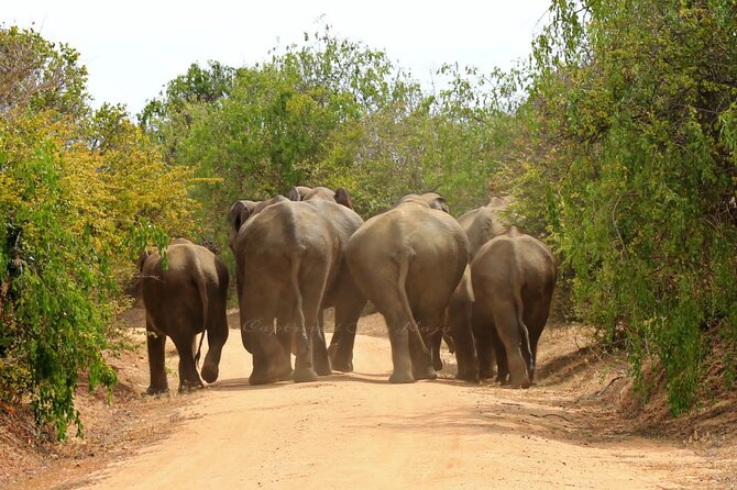 Full day / Half Day WildlifeAdventure in Yala-National-Park - Food, water, and comfort during a long day