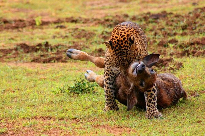 Full day / Half Day WildlifeAdventure in Yala-National-Park - Is $42 good value?