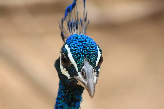 Full day / Half Day WildlifeAdventure in Yala-National-Park - Practical booking advice before you go