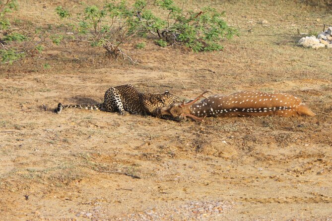 Full Day Safari ( The Best for Leopards ) in Yala - Why a full day gives you a better shot at leopards