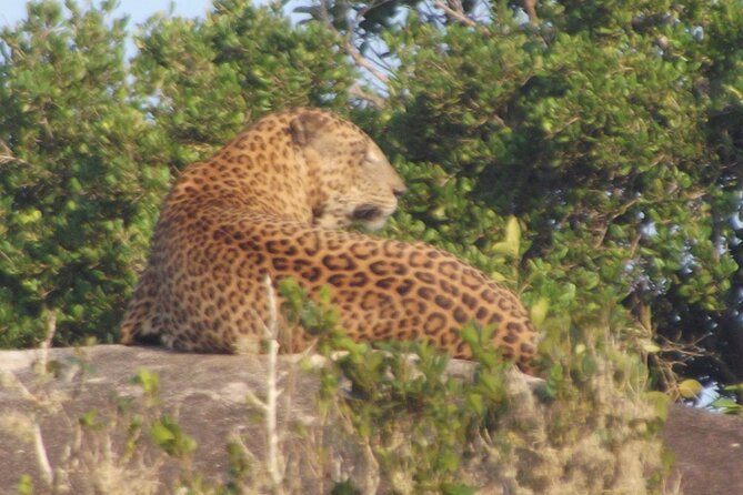 Full Day Safari ( The Best for Leopards ) in Yala - What you might see beyond the leopard