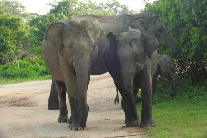 Full Day Safari ( The Best for Leopards ) in Yala - The guides make the biggest difference