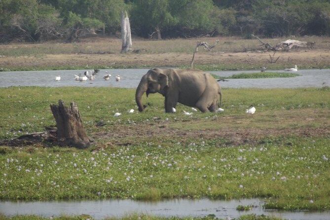 Full Day Safari ( The Best for Leopards ) in Yala - Food, water, and the practical comfort of a long day
