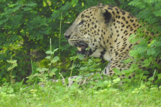 Full Day Safari ( The Best for Leopards ) in Yala - Is $60 good value for this Yala day?