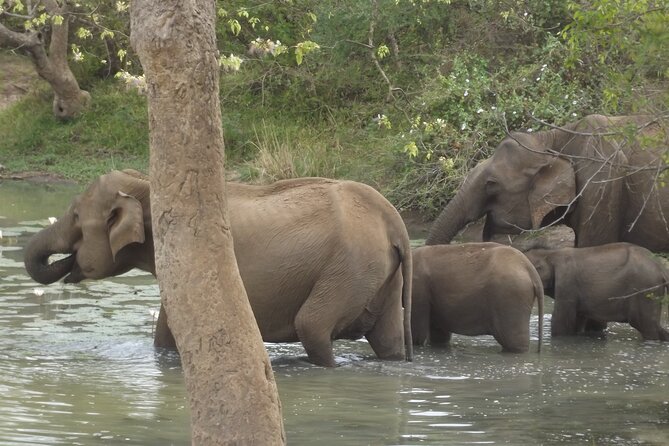 Full Day Safari ( The Best for Leopards ) in Yala - Who should book this safari?