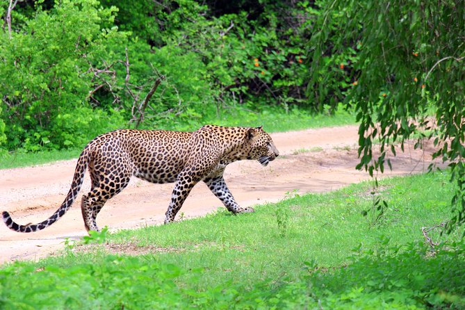 Full Day Safari ( The Best for Leopards ) in Yala - Six hours inside the park, from 6 am to 6 pm