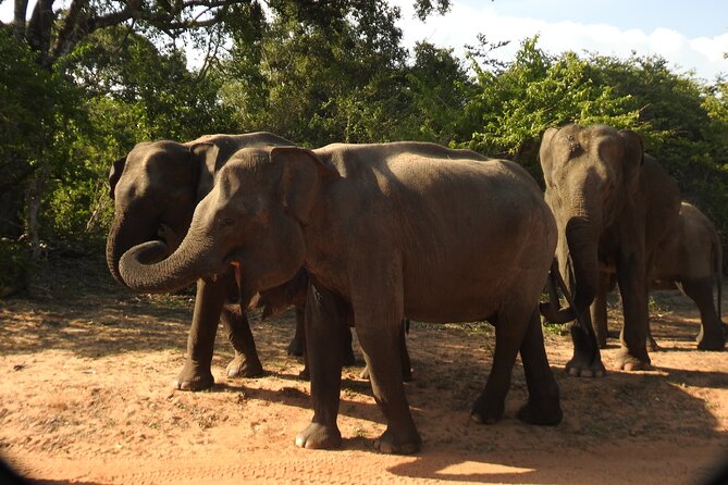 Full Day Safari Tour in Yala National Park - Key points at a glance