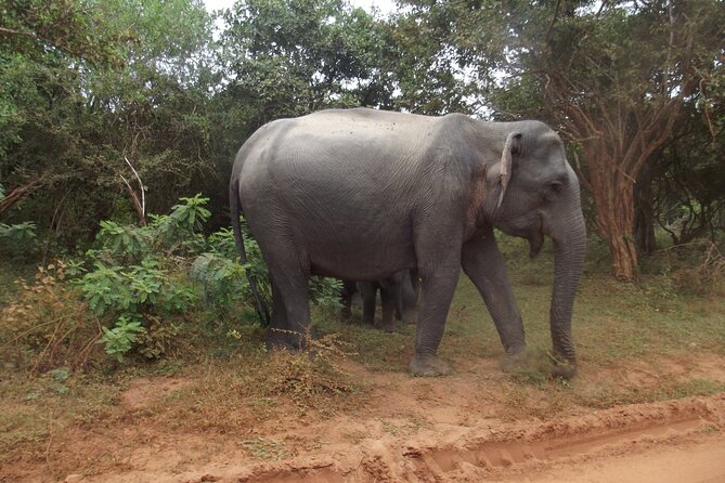 Full Day Safari Tour in Yala National Park - Breakfast before the animal search