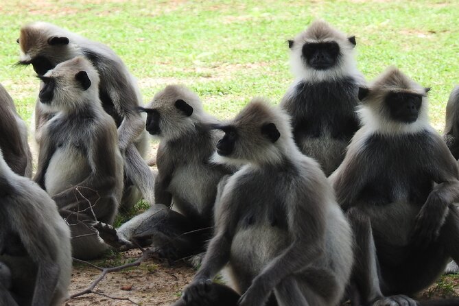 Full Day Safari Tour in Yala National Park - Searching Yala’s roads for wildlife