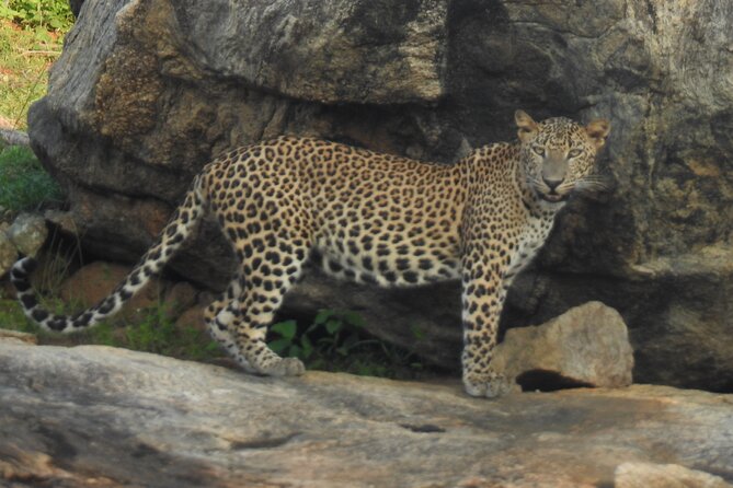 Full Day Safari Tour in Yala National Park - Leopards, sloth bears, and the limits of luck