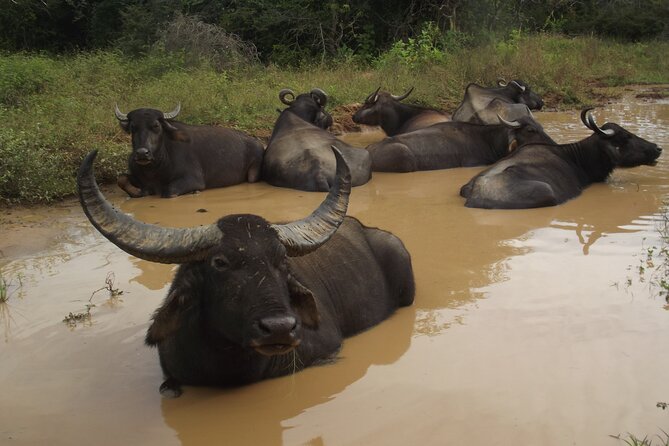 Full Day Safari Tour in Yala National Park - A long, bumpy day in an open jeep